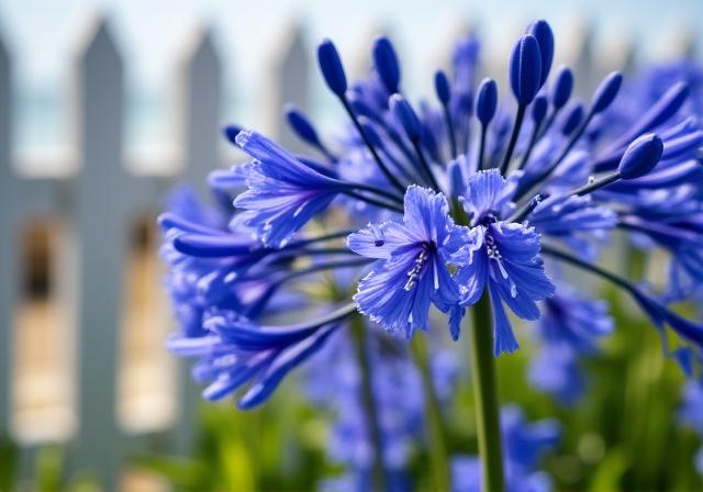 Fiori di Agapanto blu intenso in un giardino costiero